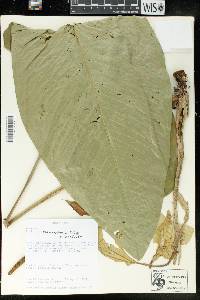 Anthurium panduriforme image