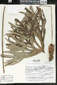 Anthurium podophyllum image
