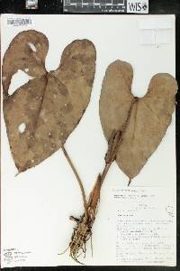 Anthurium roseospadix image