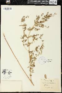 Chamaesyce hyssopifolia image