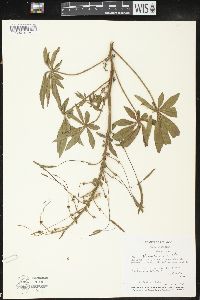 Cleome glandulosa image