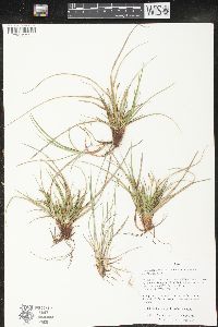 Carex tonsa image