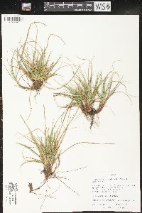 Carex tonsa image