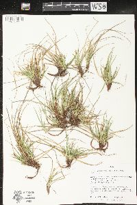 Carex tonsa image