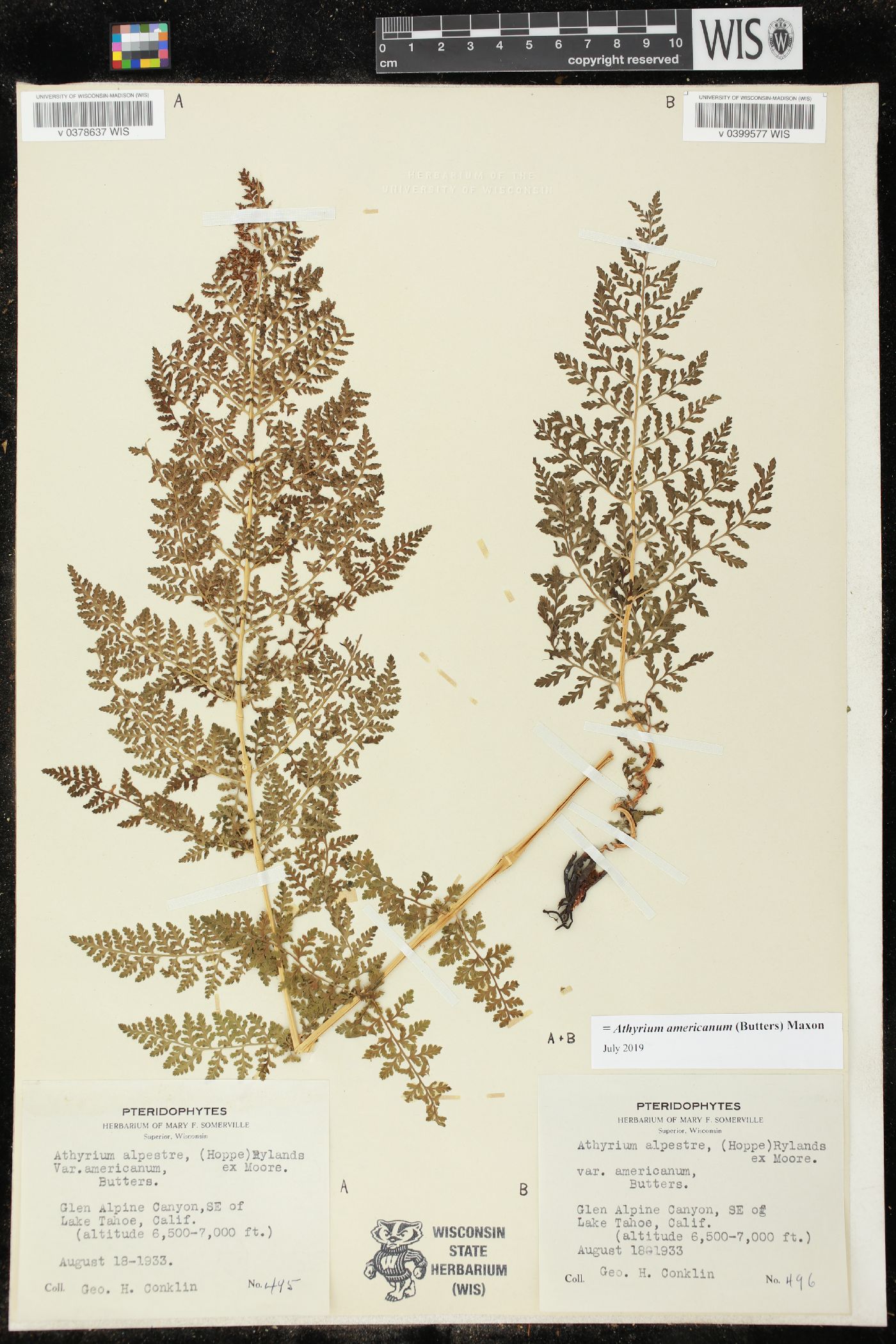 Athyrium americanum image