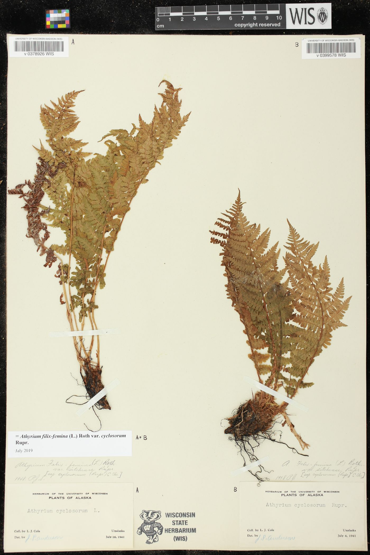 Athyrium cyclosorum image