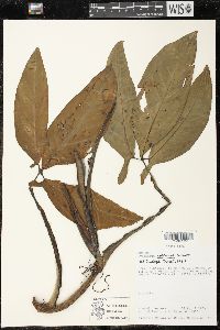 Syngonium hoffmannii image