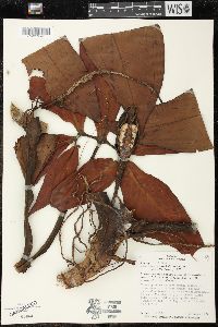 Syngonium macrophyllum image