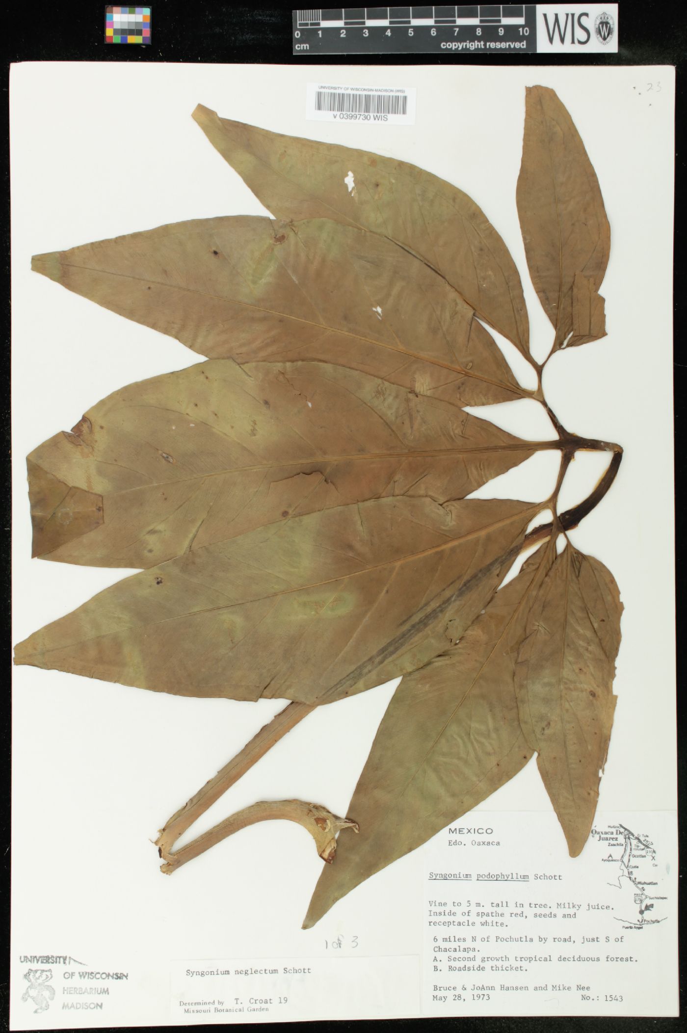 Syngonium neglectum image