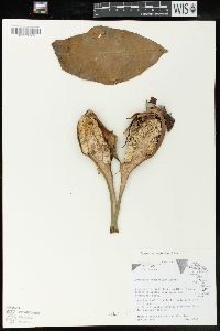 Syngonium neglectum image