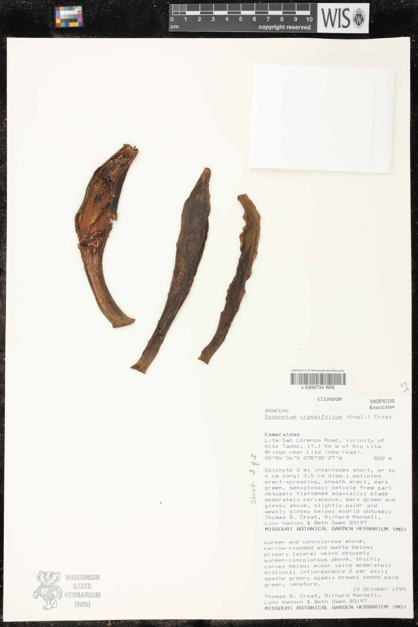 Syngonium crassifolium image