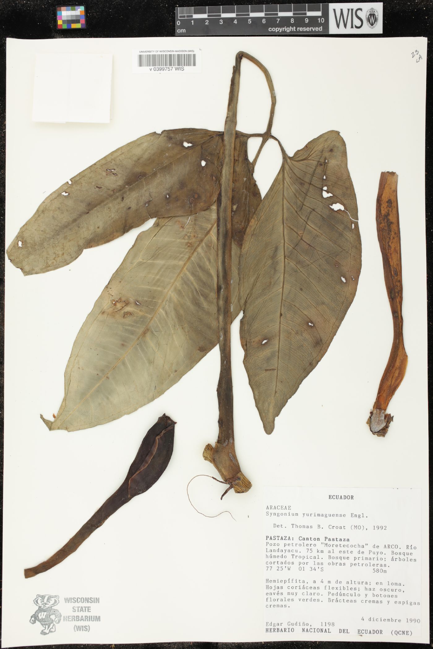 Syngonium yurimaguense image