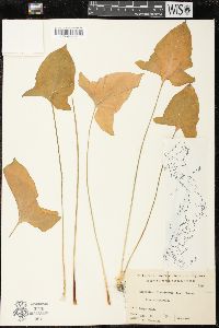 Image of Typhonium roxburghii