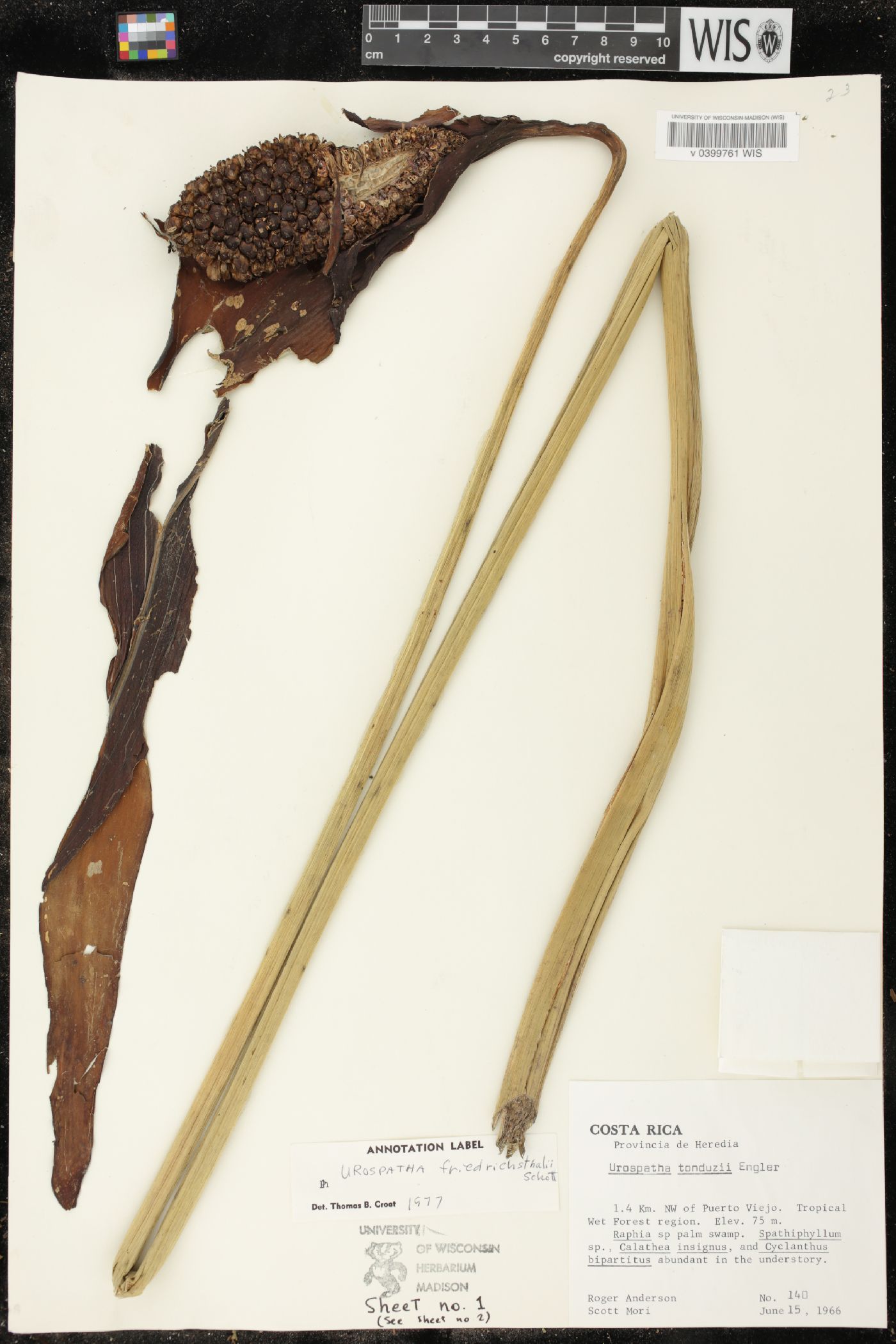 Urospatha friedrichsthalii image