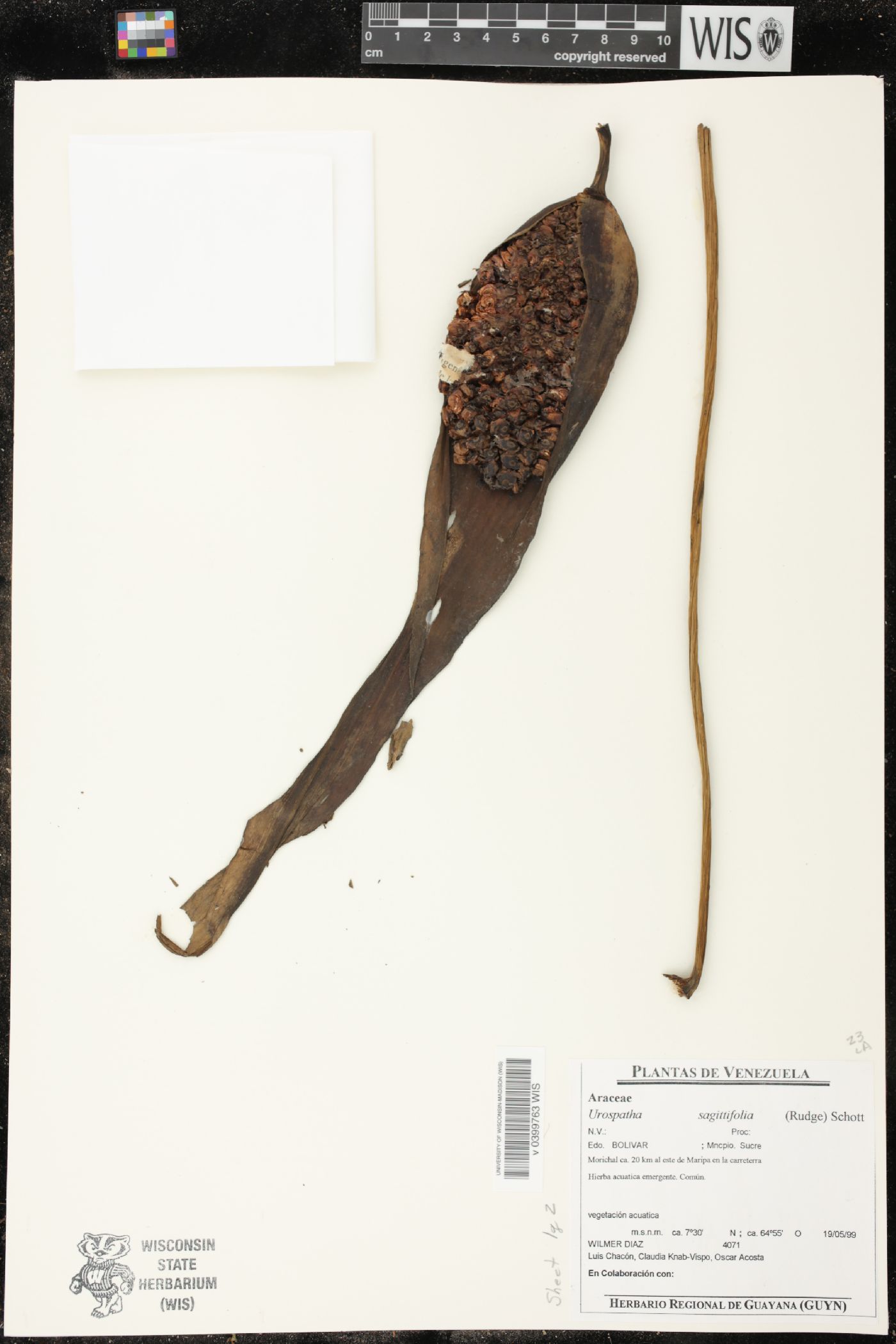 Urospatha sagittifolia image