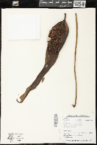 Image of Urospatha sagittifolia