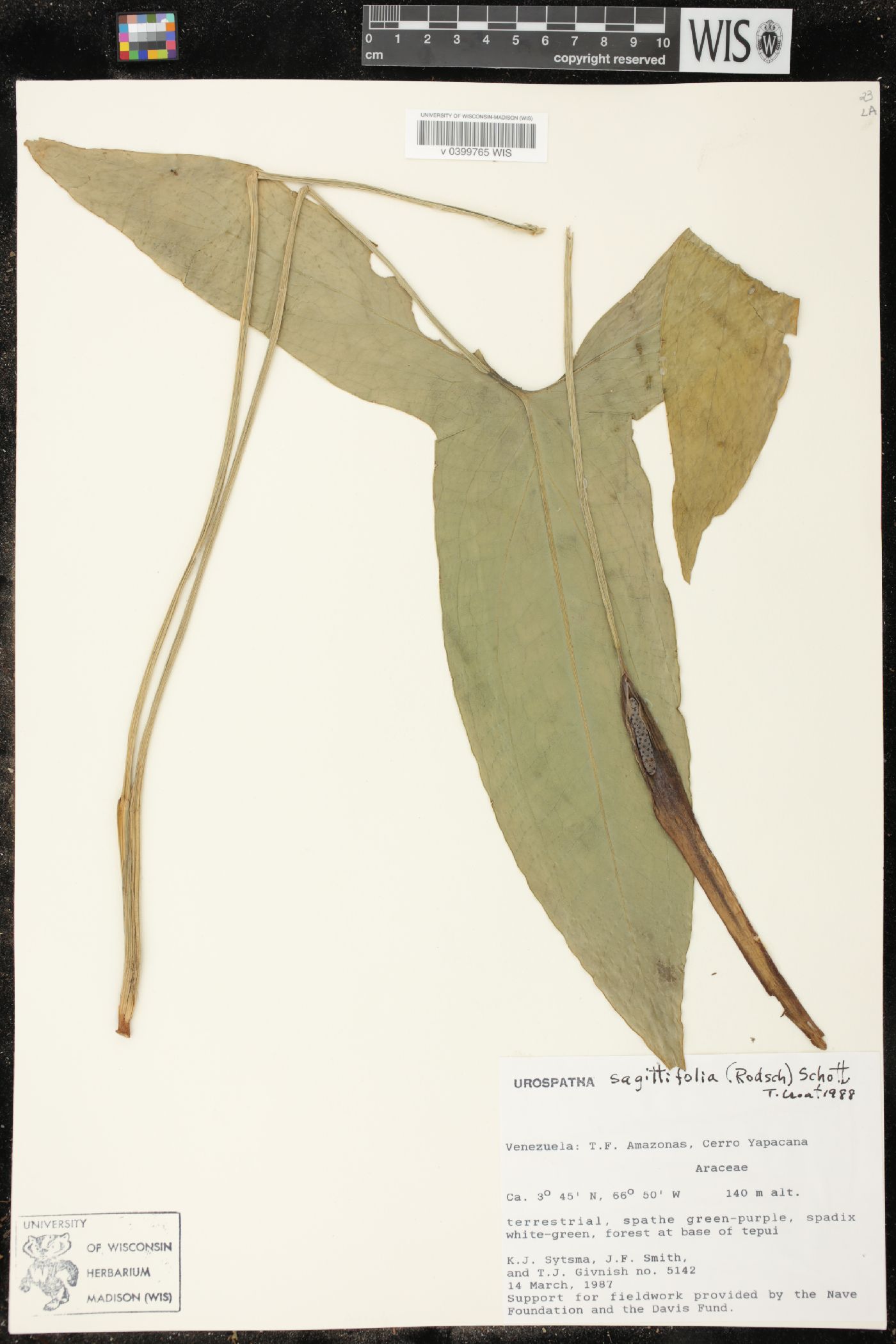 Urospatha sagittifolia image
