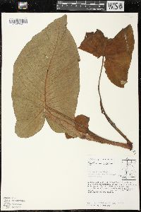 Xanthosoma mexicanum image