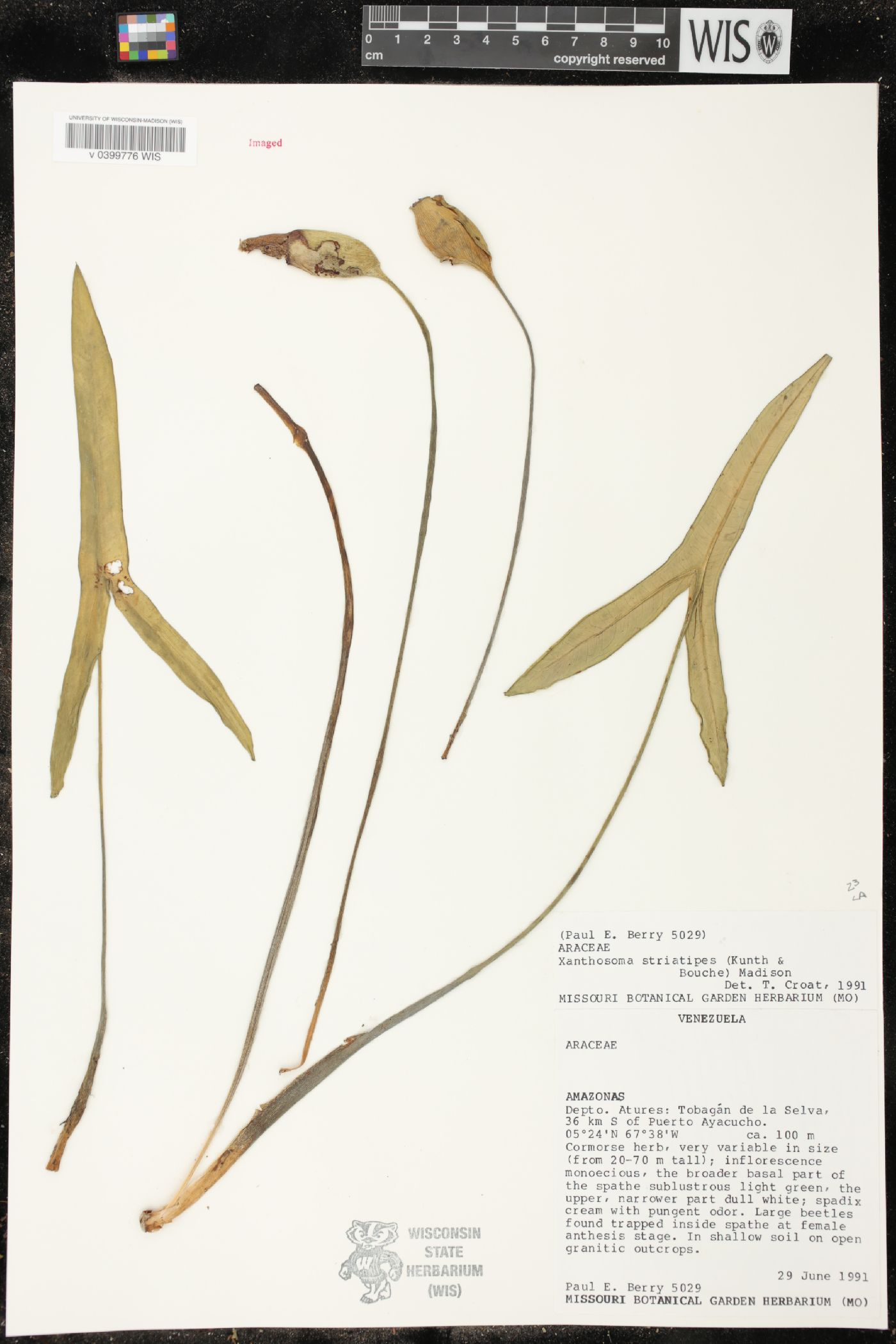 Xanthosoma striatipes image