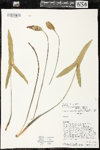 Image of Xanthosoma striatipes