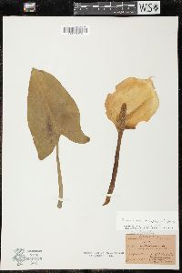 Zantedeschia aethiopica image