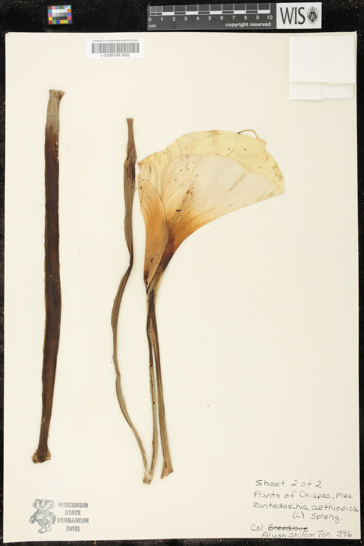 Zantedeschia aethiopica image