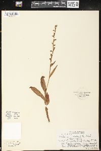 Image of Platanthera holochila