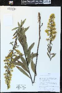 Solidago speciosa image