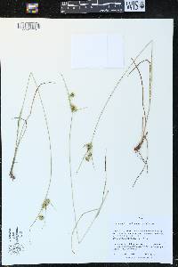 Cyperus lupulinus image