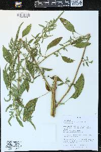 Amaranthus tuberculatus image