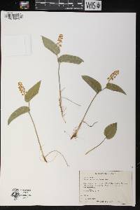 Maianthemum canadense image