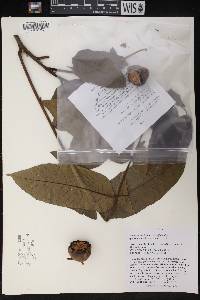 Juglans ailantifolia image