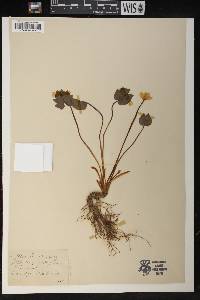 Jeffersonia diphylla image