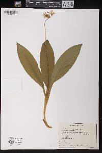 Clintonia borealis image