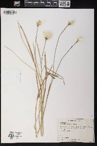 Eriophorum spissum image