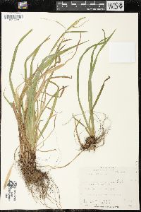 Carex leptonervia image