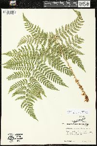 Dryopteris expansa image