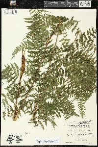 Dryopteris campyloptera image