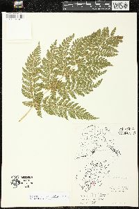 Dryopteris campyloptera image