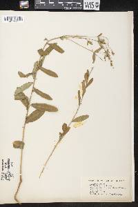 Euphorbia colorata image