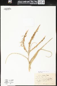 Tillandsia flabellata image