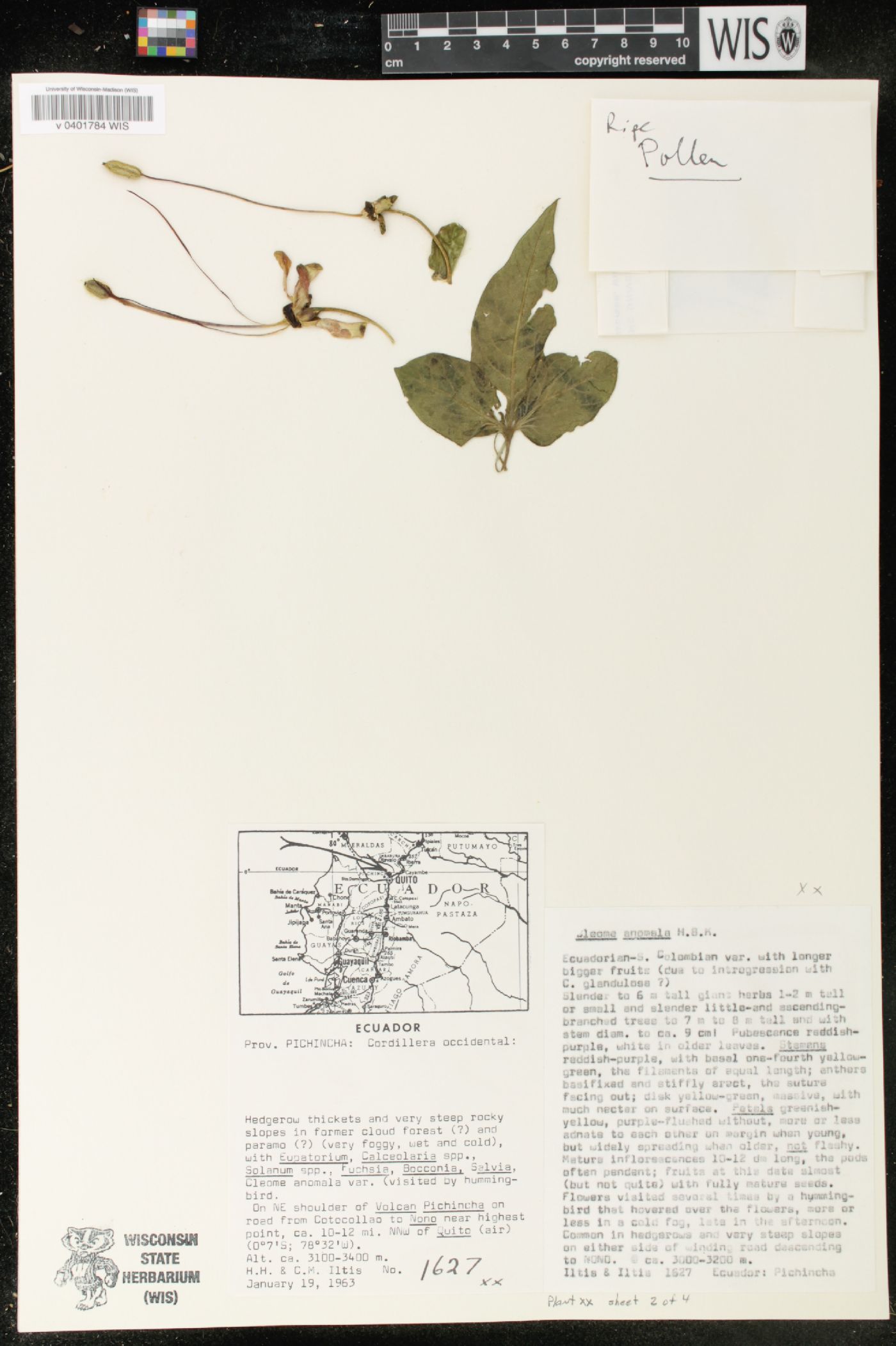 Cleome anomala image
