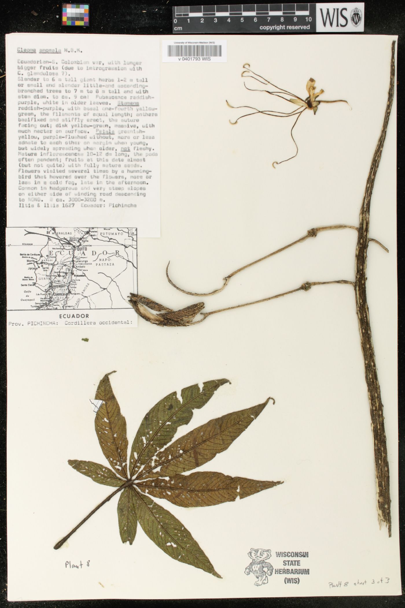 Cleome anomala image