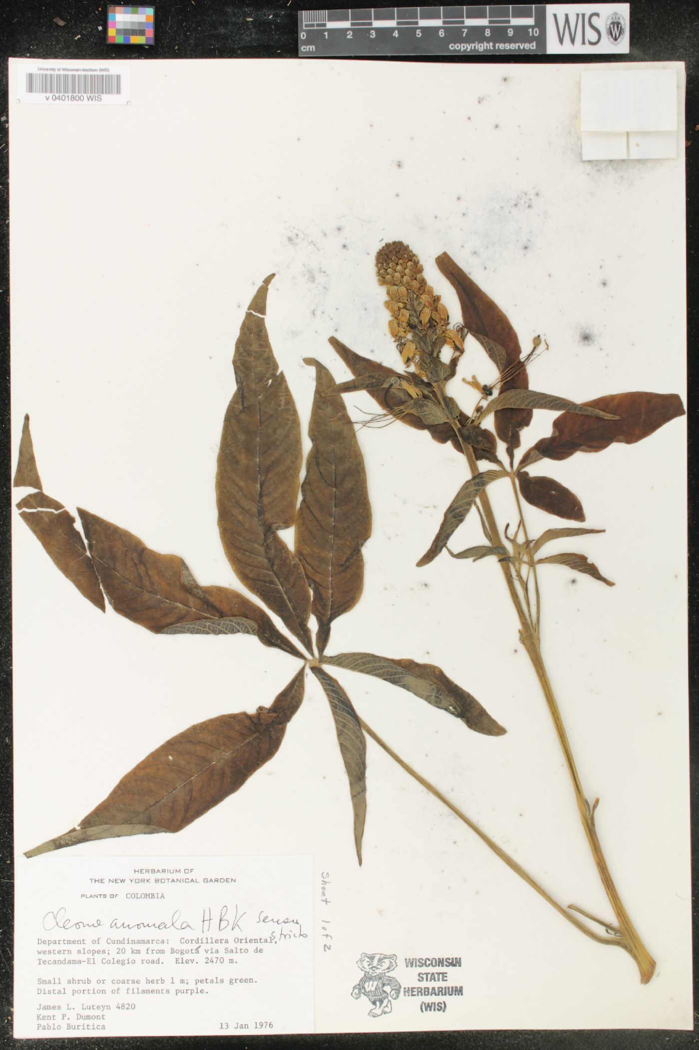 Cleome anomala image