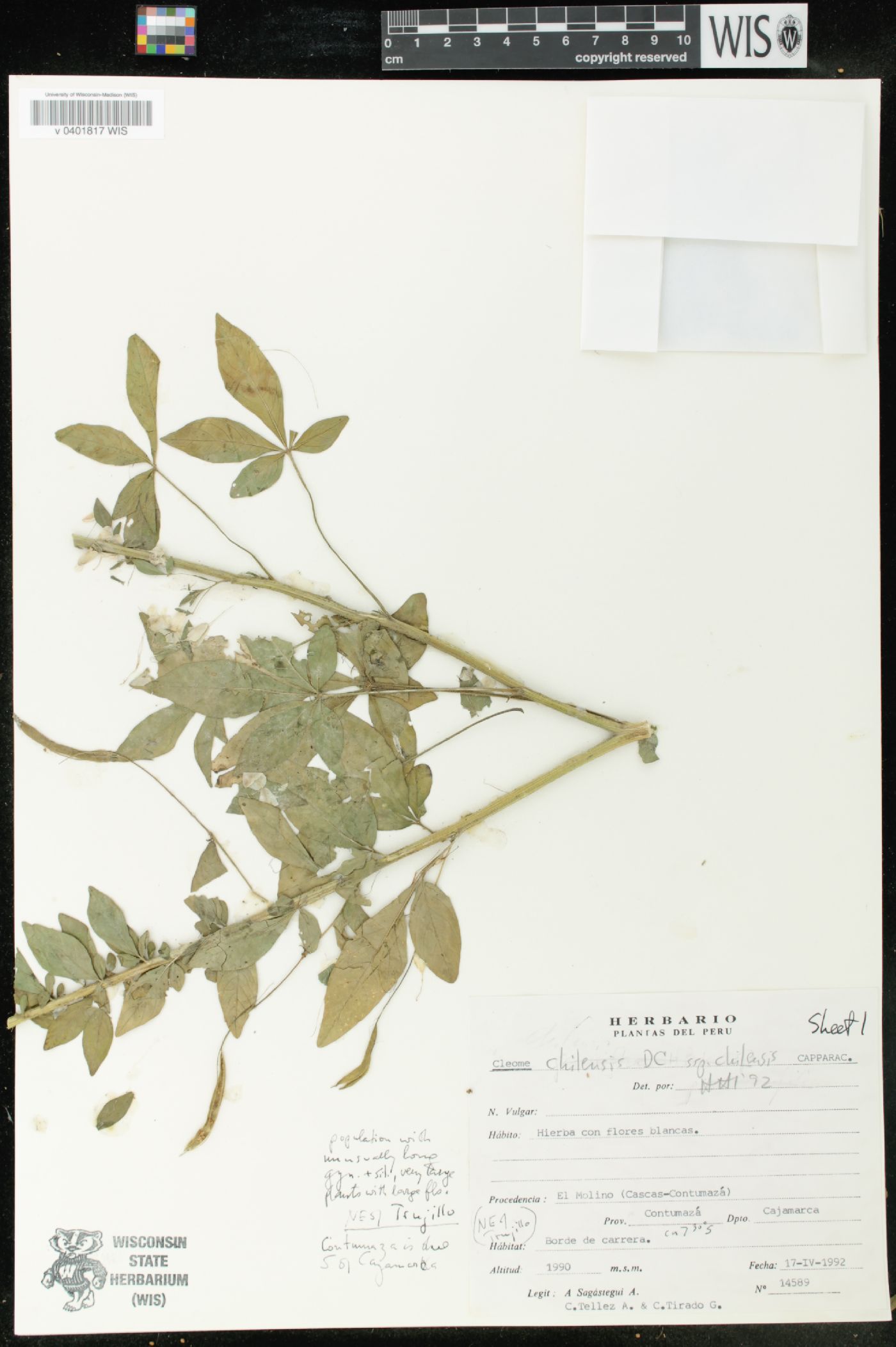 Cleome chilensis image