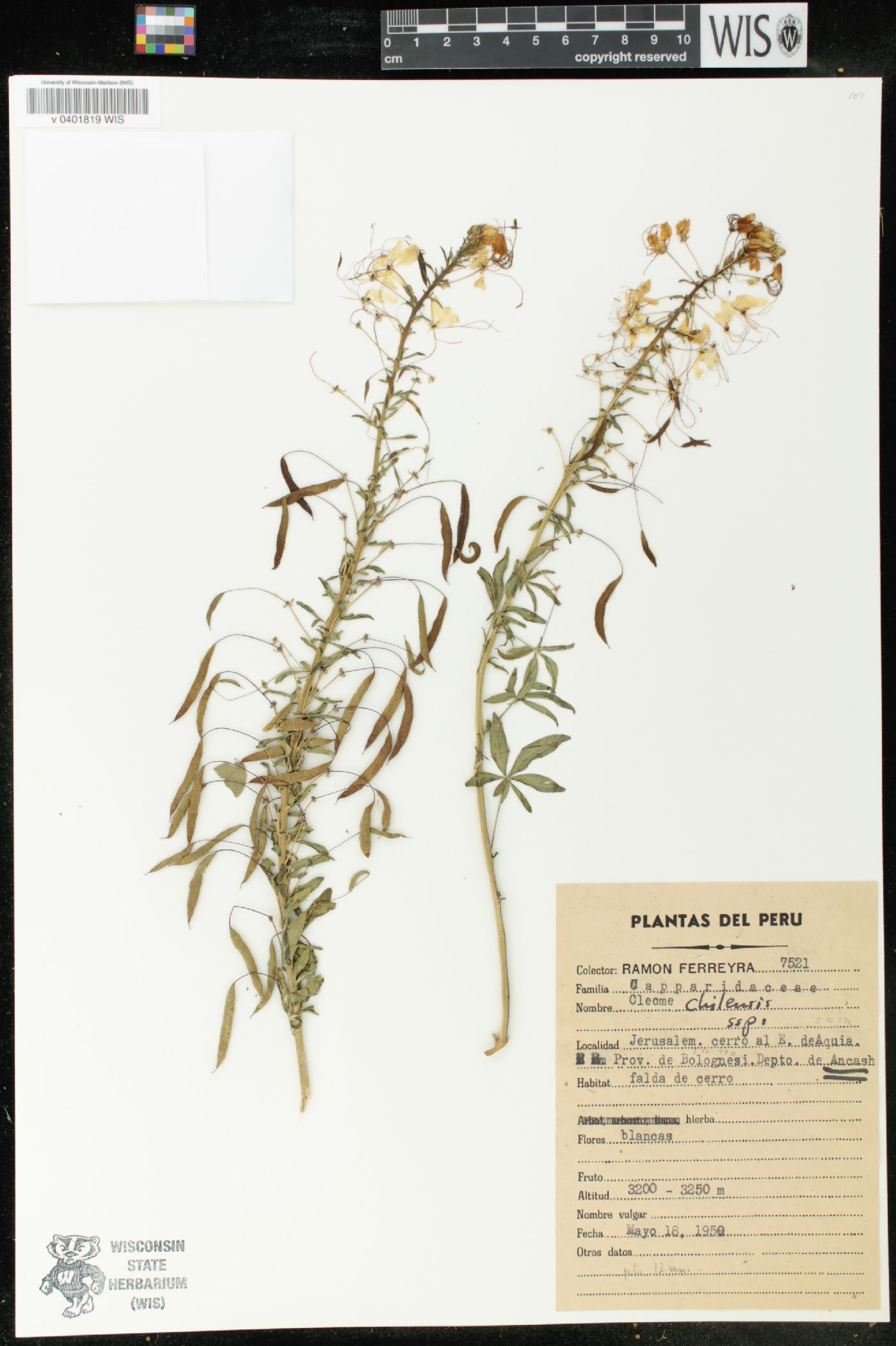 Cleome chilensis image