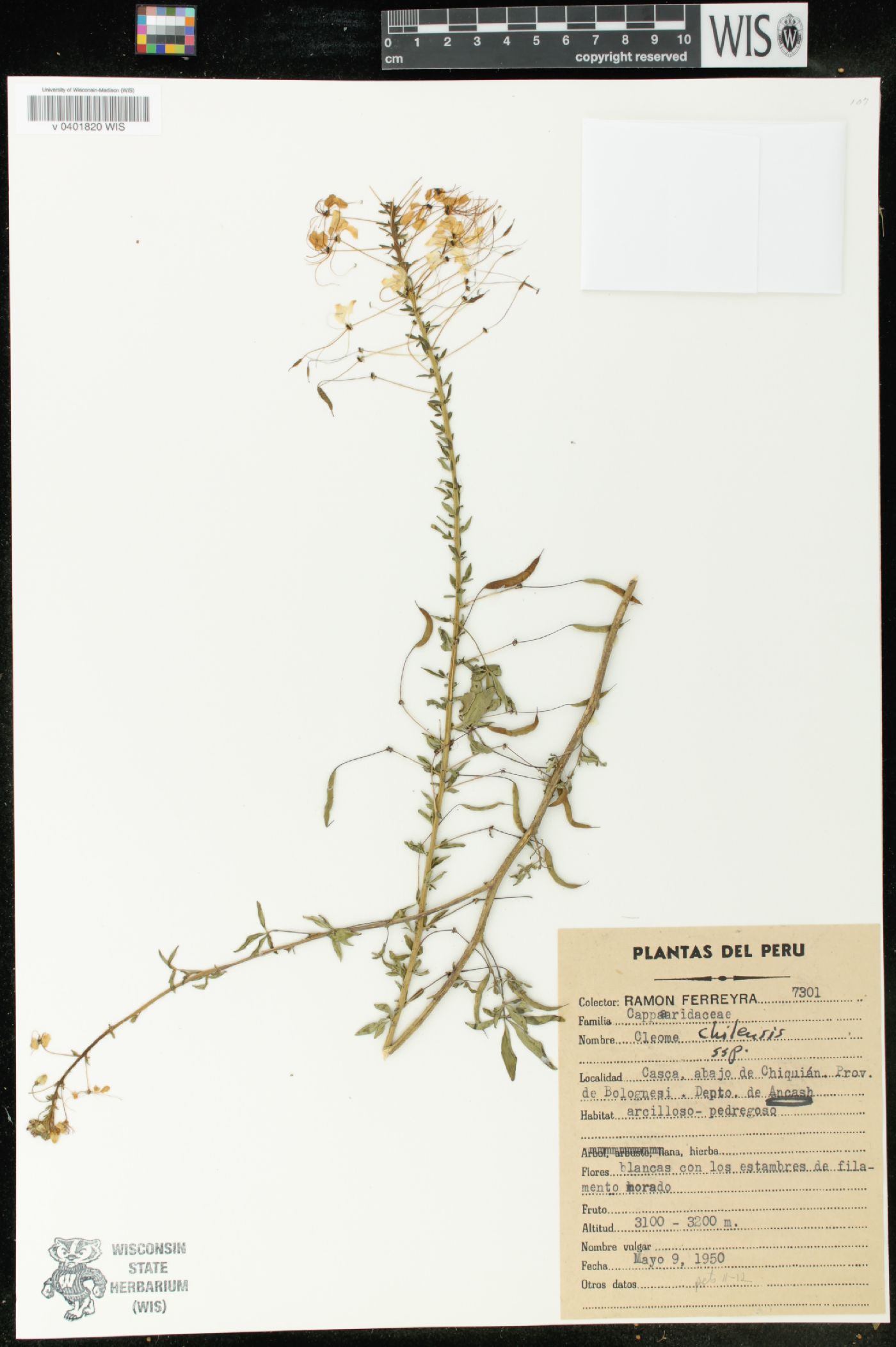 Cleome chilensis image