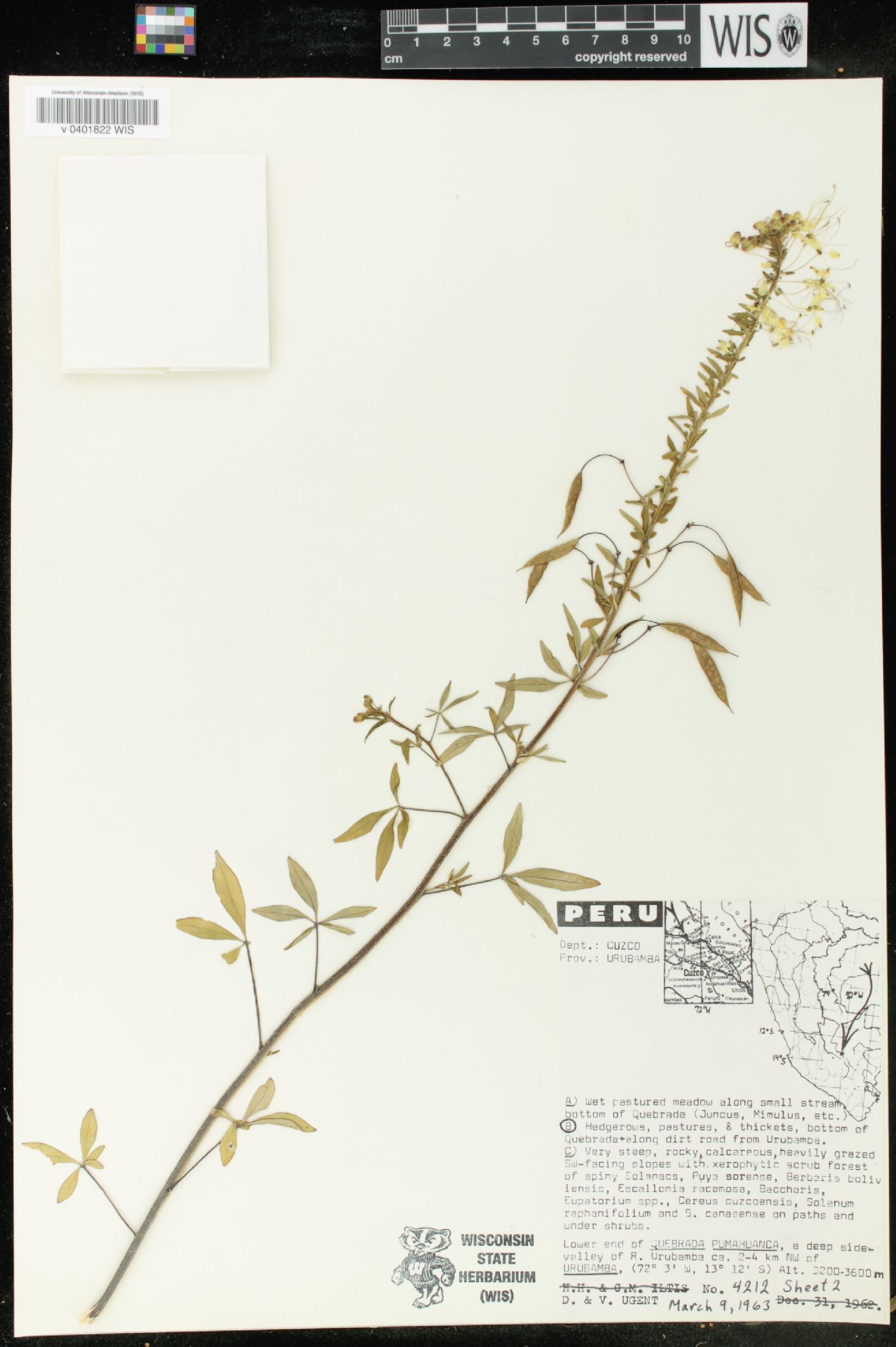 Cleome chilensis image