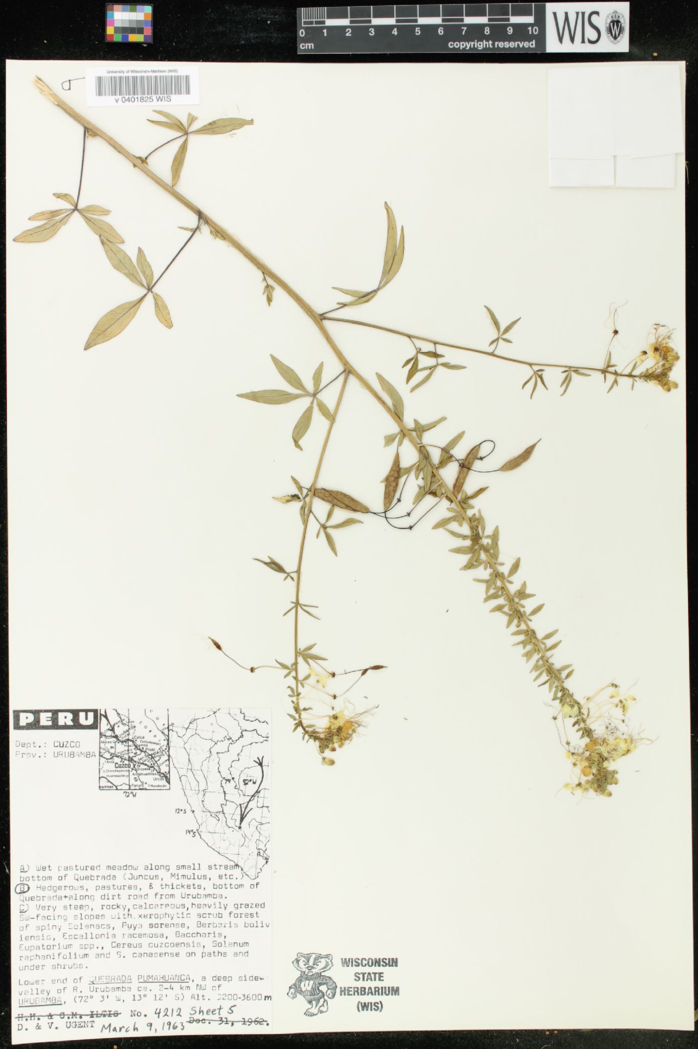 Cleome chilensis image