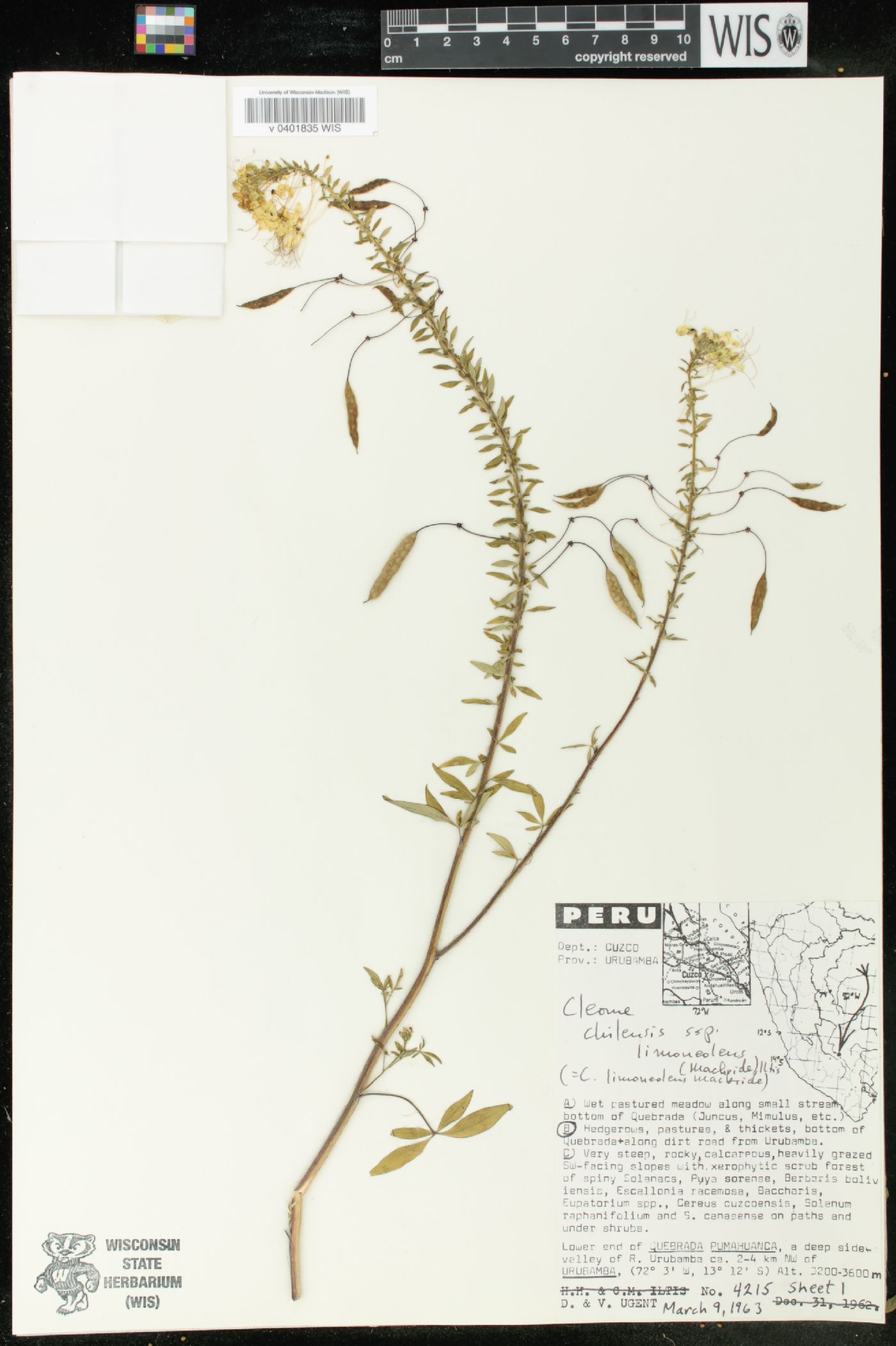 Cleome chilensis image